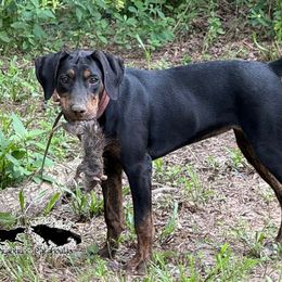 Kimber - Catahoula Leopard Dog