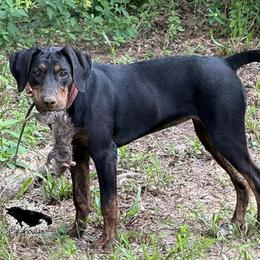 Kimber - Catahoula Leopard Dog