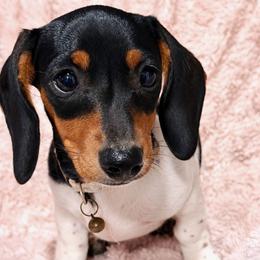 Puppy 2 - Piebald female Dachshund puppy in Clayton, Indiana from Love Struck Miniature Dachshunds