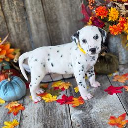 Brian - White and black male Dalmatian puppy in Neosho, Missouri from County-Line Critters