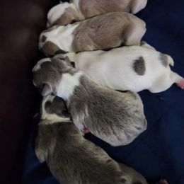 Boston Terrier Puppies from Cristi's Port Bostons