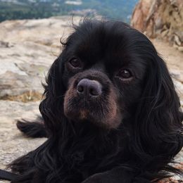 Cavalier King Charles Spaniels, Cavapoos, and German Shorthaired Pointers from Heart Mountain Cavaliers & Floating Feathers Kennel
