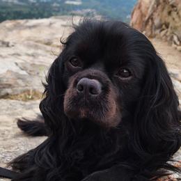 Cavalier King Charles Spaniels, Cavapoos, and German Shorthaired Pointers from Heart Mountain Cavaliers & Floating Feathers Kennel