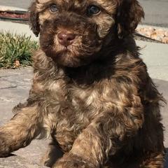 Labradoodles from Famous Doodles