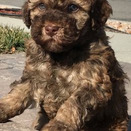 Labradoodles from Famous Doodles