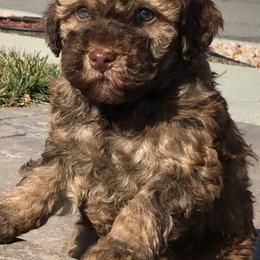 Labradoodles from Famous Doodles