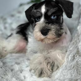 Miniature Schnauzer Puppies from Sabrina Ramirez