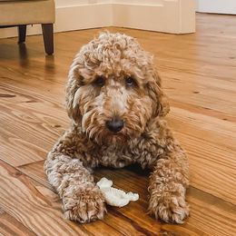 Ryder - Goldendoodle