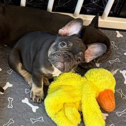 Yellow - Liver male French Bulldog puppy in Placerville, California from Amber Gomes