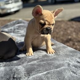 Cream girl #4 - Fawn French Bulldog puppy in San Diego, California from Forbes List Frenchies