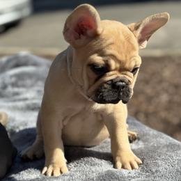 Cream girl #4 - Fawn French Bulldog puppy in San Diego, California from Forbes List Frenchies