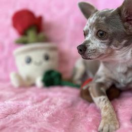 Loki - Chihuahua
