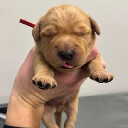 Red collar - Dark golden male Golden Retriever puppy in Brockport, New York from Golden View Ranch
