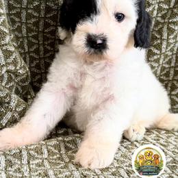 Boy 1 - Parti male Goldendoodle puppy in Sanger, California from Delta Doodless