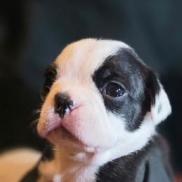 Ruby - Black brindle and white female Boston Terrier puppy in Kingsport, Tennessee from Irish Heart Bostons