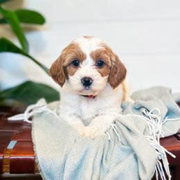 Novel - Parti female Goldendoodle puppy in Jackson, Tennessee from Doodlebug Farms
