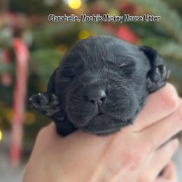 Clarabelle - Black female Labrador Retriever puppy in Owosso, Michigan from Bennington Retrievers