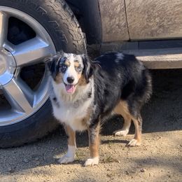 Cagney - Miniature Australian Shepherd