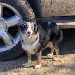 Cagney - Miniature Australian Shepherd