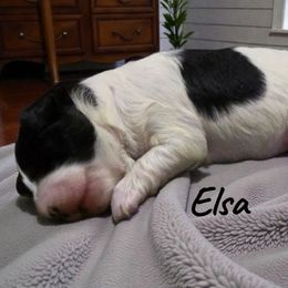 Elsa - Black and white female Aussiedoodle puppy in Lebanon, Oregon from Abbott Family Farm