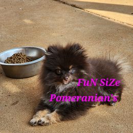 Flower - Pomeranian