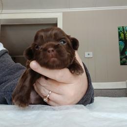 Tawny - Liver female Shih Tzu puppy in Brodnax, Virginia from Kbsshihtzus