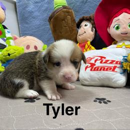 Tyler - Red male Pembroke Welsh Corgi puppy in Apison, Tennessee from Ashmore Corgis
