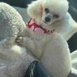 Everest - Poodle