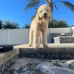 Aussiedoodle, Goldendoodle, and Labradoodle All Grown Up from Patriot Family Paws