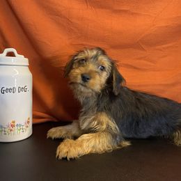 Girl 4 - Black and gold female Yorkshire Terrier puppy in Marion, Indiana from Thomas Terriers