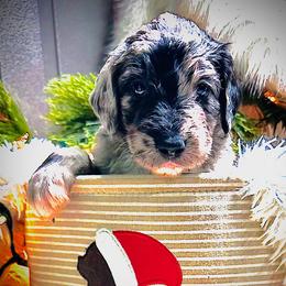 JUNIPER - Merle female Sheepadoodle puppy in Buffalo, Minnesota from Fur-ever Doodles