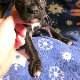 Purple - Brindle female Boxer puppy in Caspian, Michigan from Andrus Family Boxers
