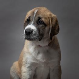 Anatolian Shepherd Dog Puppies from Fiddler’s Dream Anatolians