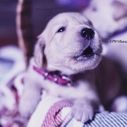 Maple (Placement 2) - Golden female Golden Retriever puppy in Murfreesboro, Tennessee from ATW Retrievers