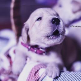 Maple (Placement 2) - Golden female Golden Retriever puppy in Murfreesboro, Tennessee from ATW Retrievers