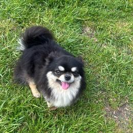 Flash - Black and tan male Chihuahua puppy in Altoona, Alabama from Shady Grove Chihuahuas