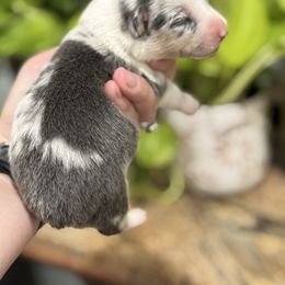 Harvest (Harvey) - Blue merle and white male American Corgi puppy in Tishomingo, Mississippi from Magnolia Trace Corgis