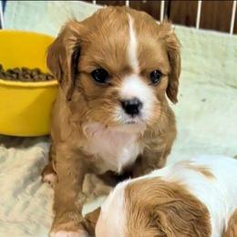 Jetty - Ruby female Cavalier King Charles Spaniel puppy in Stilwell, Oklahoma from Love Bug Cavaliers