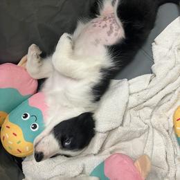Border Collie Puppies from Spotted Feather Farm