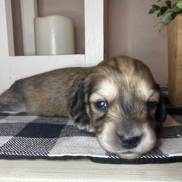 Yellow collar male - Cream male Dachshund puppy in Wylie, Texas from Karas Royal Dachshunds