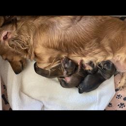 Dachshund Puppies from Jantera Mini Longhair Dachshunds