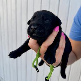 Light green - Black male Labrador Retriever puppy in At Henry, Ohio from Hickory Creek Labs