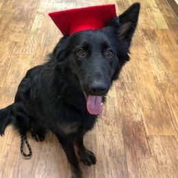 German Shepherds from Leylah's German Shepherd Dogs