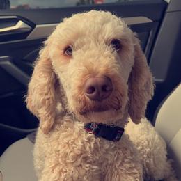 Sophie - Bernedoodle