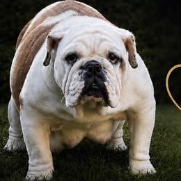 MyMia - Bulldog