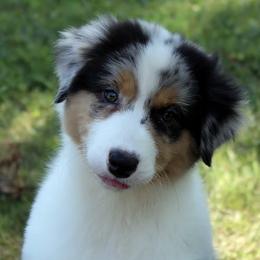 Australian Shepherds from Briarbrook Australian Shepherds