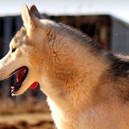 Siberian Huskies from Mystic Fire Siberian Huskies