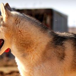 Siberian Huskies from Mystic Fire Siberian Huskies