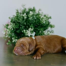 Girl 2 - Red  female Goldendoodle puppy in Spanish Fork, Utah from K Brand Doodles