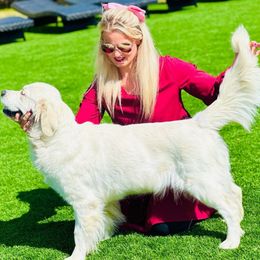 Claire - Golden Retriever